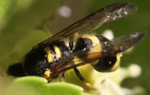 Ancistrocerus sp.